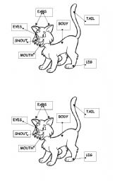 English Worksheet: ANIMAL BODY PARTS