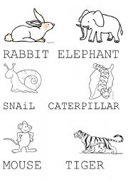 English Worksheet: RABBIT,ELEPHANT,SNAIL, CATERPILLAR.... ESL KINDERGARTEN  Students with special needs