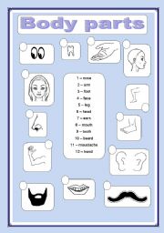 English Worksheet: Body parts matching