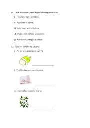 English Worksheet: plants