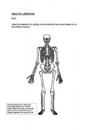 English Worksheet: Label the human skeleton