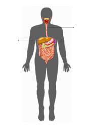 English Worksheet: digestive system 