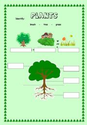 English Worksheet: Plants