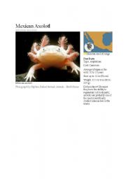 English worksheet: Axolotl