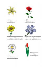 English Worksheet: Flowers Tracing Page