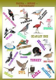 English Worksheet: FAUNA - BIRDS PICTIONARY