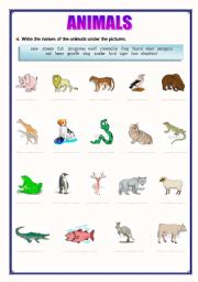 English Worksheet: ANIMALS