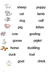 English Worksheet: match animals to their babies