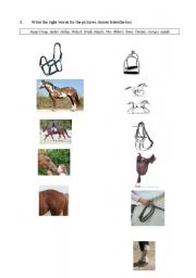 English Worksheet: Horses; riding, gear and gaits