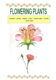 English Worksheet: Flowering plants