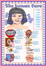 English Worksheet: The human body (the face): vocabulary  face  2 tasks  fully editable