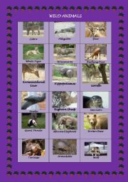 English Worksheet: Wild animals