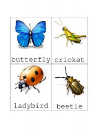 Bug Flash Cards Set 1