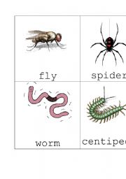 English Worksheet: Insect Flash Cards Set 2