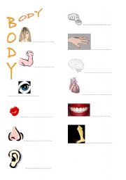 English Worksheet: human body