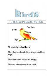 English Worksheet: Birds: Characteristics, parts of the body and domestic and wild and activities.