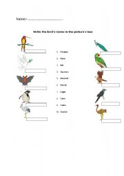 English Worksheet: Write the birds name in the pictures box