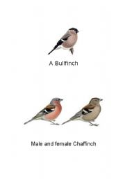 English Worksheet: Birds of Britain 