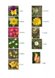 English worksheet: FLOWERS