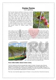 English Worksheet: Camu Camu (Perus super berry)