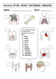 English Worksheet: No 89:  BODY INTERNAL ORGANS 