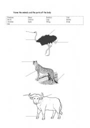 English worksheet: Animals and parts of the body