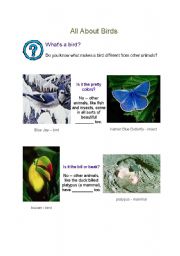 English Worksheet: All about birds