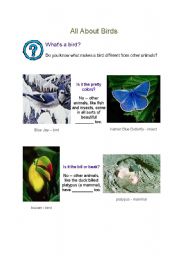 English worksheet: All about birds