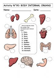 English Worksheet: No 90  BODY INTERNAL ORGANS