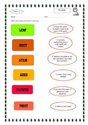 English worksheet: plant parts and functions