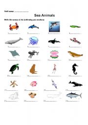 English Worksheet: Sea animals