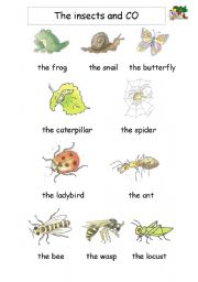 English Worksheet: Insects and Co