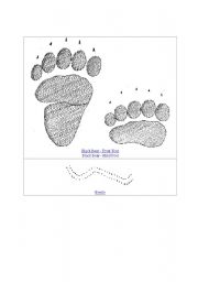 English worksheet: Animal tracks