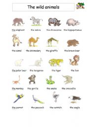 English Worksheet: Wild animals