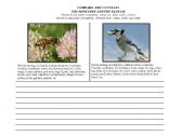 English Worksheet: Comparing and Contrasting (insects vs birds)