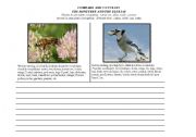 English worksheet: Comparing and Contrasting (insects vs birds)