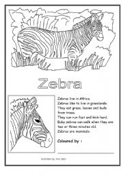 zebra coloring