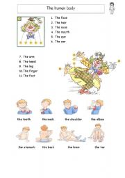 English Worksheet: The human body