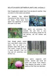 English Worksheet: Relationship between plants and animals:Reading and questions.Great for Science!