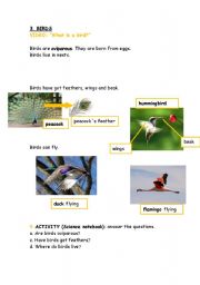English Worksheet: Birds. Explanation with questions. Great for Science