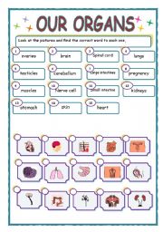 OUR ORGANS