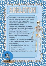 English Worksheet: The human skeleton