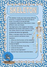 The human skeleton