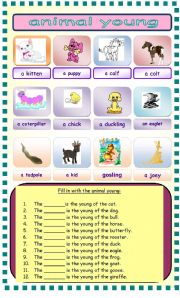 English Worksheet: animal young worksheet