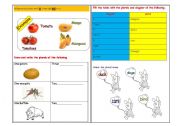 English Worksheet: singular & plural nouns