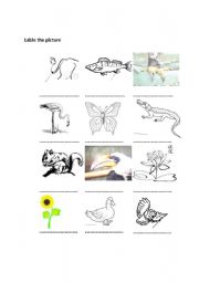 English Worksheet: animals