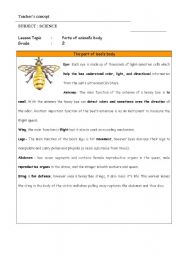 English Worksheet: The Bees part of body