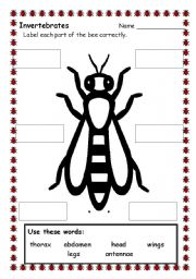 English Worksheet: bee parts