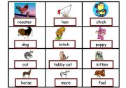 English worksheet: animal families