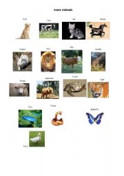 English Worksheet: Some Animals